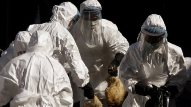 DSÖ'den A(H5N2) uyarısı: Kuş gribinden ilk kez bir insan öldü!
