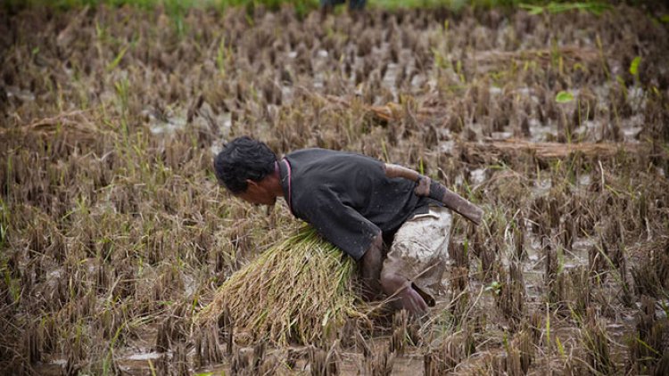 İtalya'da 33 Hindistanlı tarım işçisi 'kölelikten' kurtarıldı