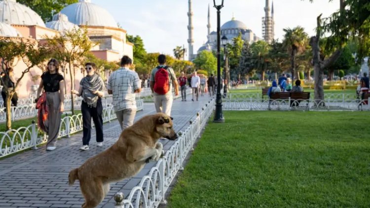 Sokak hayvanları düzenlemesi TBMM'den geçerek yasalaştı