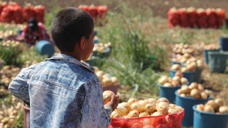 Çocuk işçi ölümleri raporu: En çok Urfalı çocuklar ölüyor