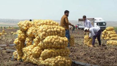 Kürdistan Bölgesi’nden Güney Afrika'ya tonlarca patates ihraç edilecek