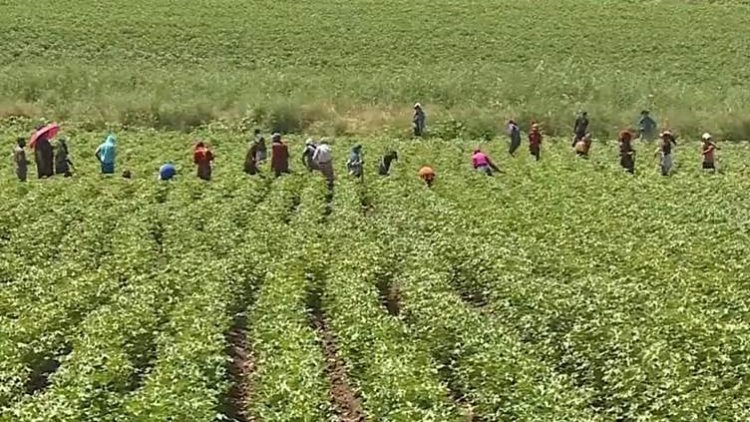 Li Amedê 20 karkerên çandiniyê bi jehrî ketin