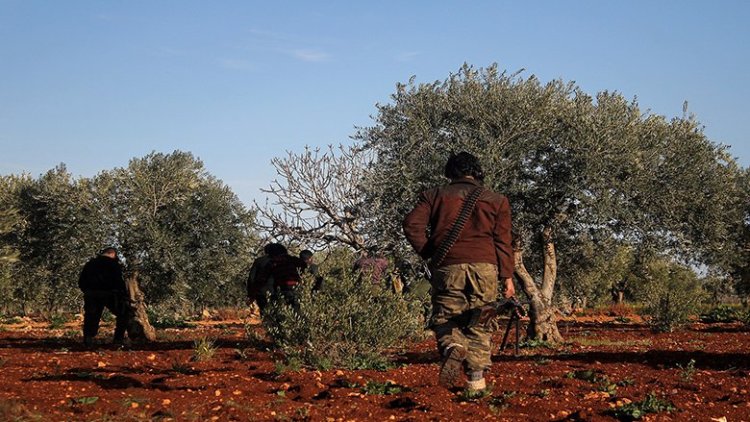 HTŞ di bin navê (zekata zeytê) de bacê li cotkarên Efrînê disepîne