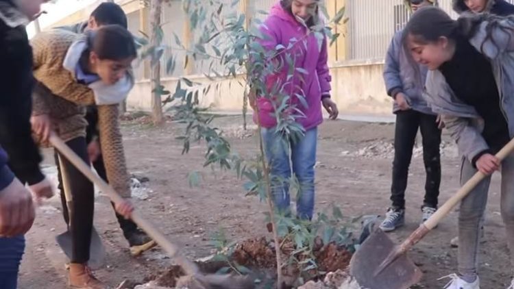 Li Kobaniyê 40,000 dar tên çandin