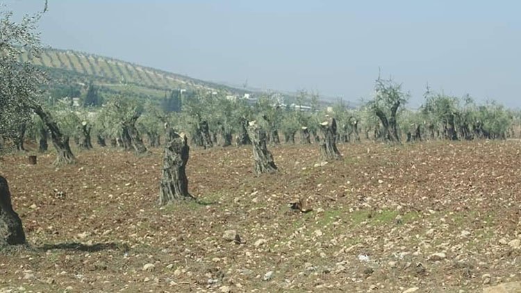 Birîna darên zeytûnên Efrînê ji aliyê çekdarên ser bi Tirkiyê ve zêde bûye