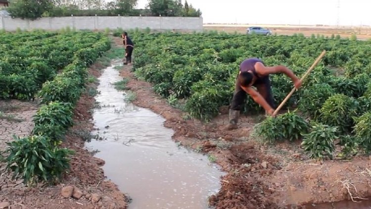 Cotkarên Rojavayê Kurdistanê ji ber pileyên germahiyê nîgeran in