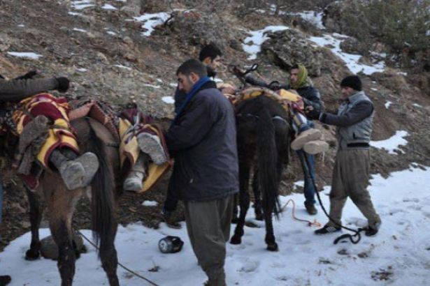 Roboski'de el konulan katırlara 'infaz' kararı