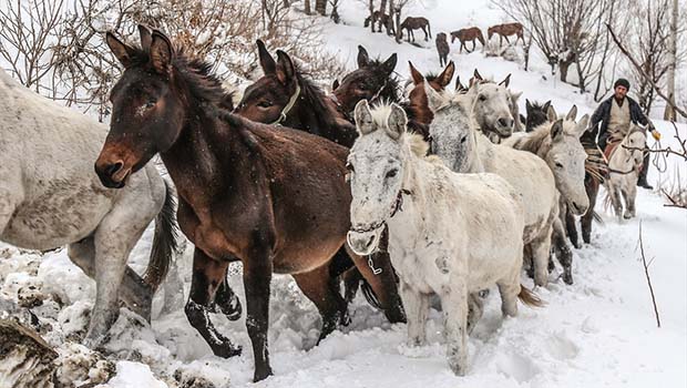 Hakkari'de katırlar ihaleyle satılacak