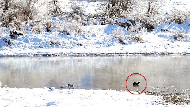 Dersim'de görüntülendi! Dünyada nesli tükeniyor 