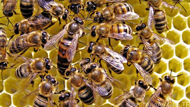 İki çocuk,500 bin arının ölümüne yol açmaktan gözaltına alındı 