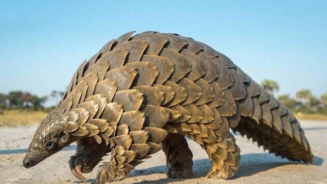 Çinli araştırmacılar: Virüsün kaynağı pangolin