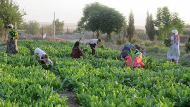 Rojava ekonomisi, Suriye Lirası’nın değer kaybından olumsuz etkileniyor