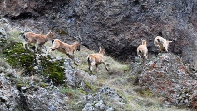 Dersim’de nesli tükenmekte olan dağ keçileri ölü bulundu