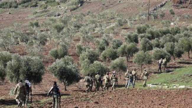 Afrin’de El Hamzat grubu üyeleri arasında çalınmış zeytin kavgası