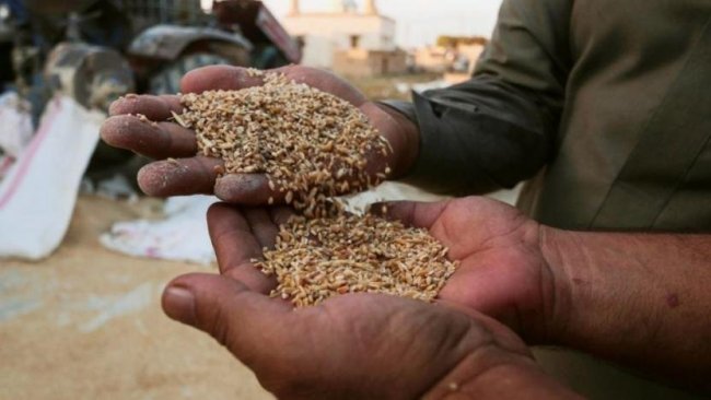 ABD’nin Rojava’ya hibe ettiği tohumda hastalık çıktı