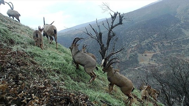 Tunceli'de yaban hayatına HES tehdidi